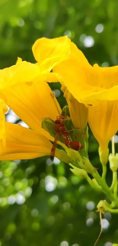 Close-up of vibrant yellow flowers with green leaves.