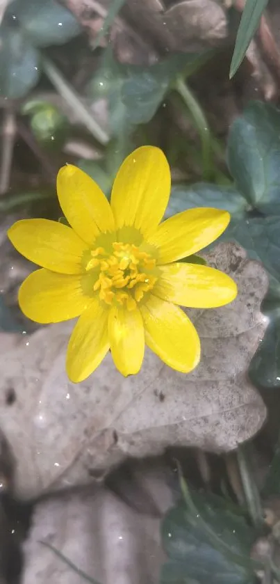 Close-up of a vibrant yellow flower with green leaves in the background.