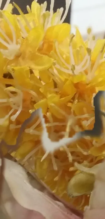 Closeup of a vibrant yellow flower with intricate petal details.