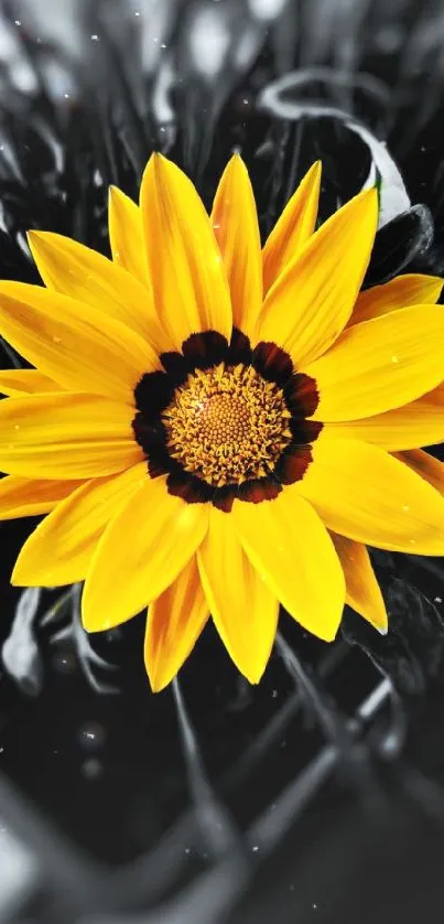 Yellow flower on a black and white background.