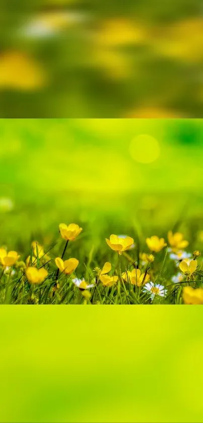 Vibrant yellow flowers in a lush green field, perfect for a lively mobile wallpaper.