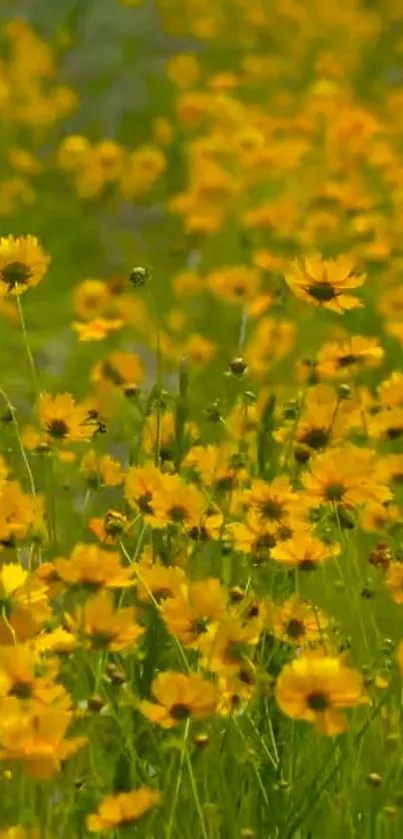 Field of vibrant yellow flowers under natural sunlight.