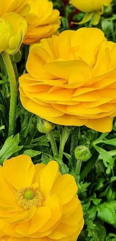 Vibrant yellow flowers in lush green garden wallpaper.