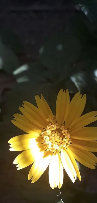 Vibrant yellow flower glowing in the dark.