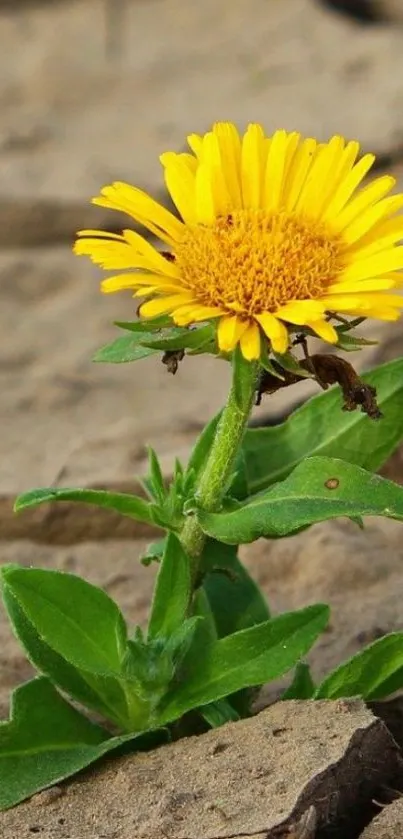 Yellow flower blooming in cracked soil, surrounded by green leaves.