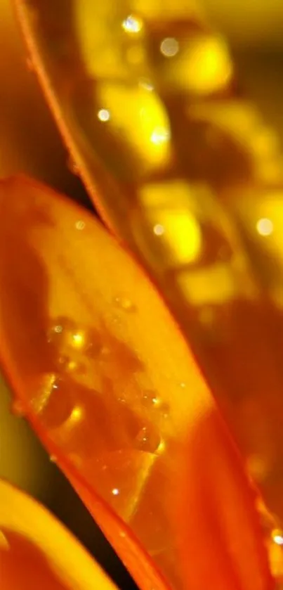 Close-up of vibrant yellow and orange flower petals in macro focus.