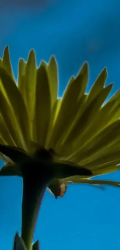 Yellow flower silhouette against blue sky mobile wallpaper.