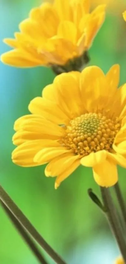 Vibrant yellow flowers with green stems against a blurred blue-green background.