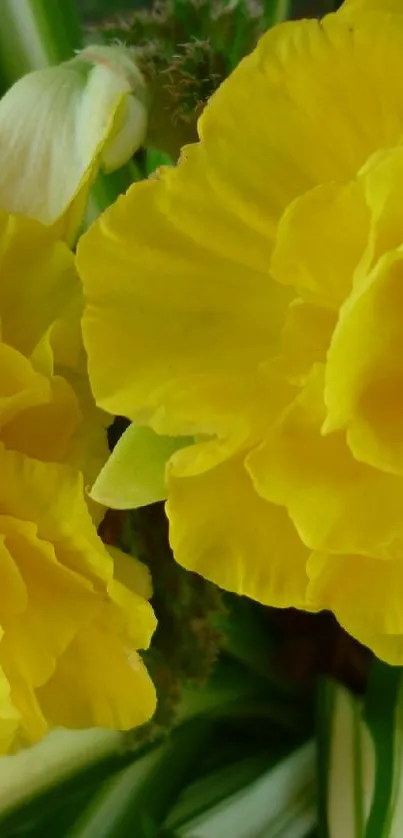 Bright yellow flowers with green leaves wallpaper.