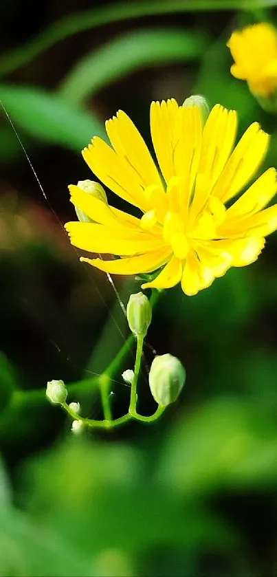 Vivid yellow flower with a green backdrop for mobile wallpaper.