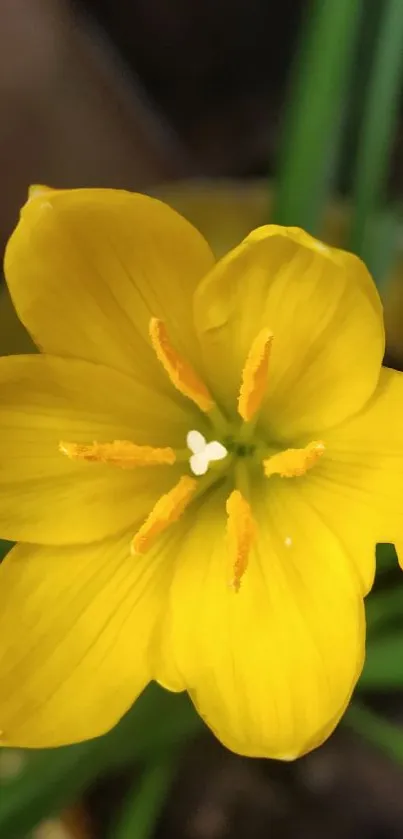 Close-up of a vibrant yellow flower in full bloom, ideal for nature lovers.