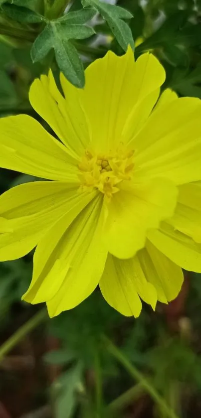 Vibrant yellow flower with lush green leaves.