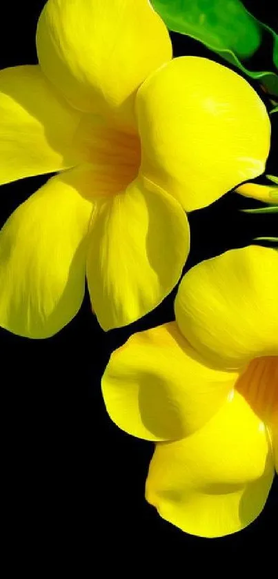 Yellow flowers on black background mobile wallpaper.