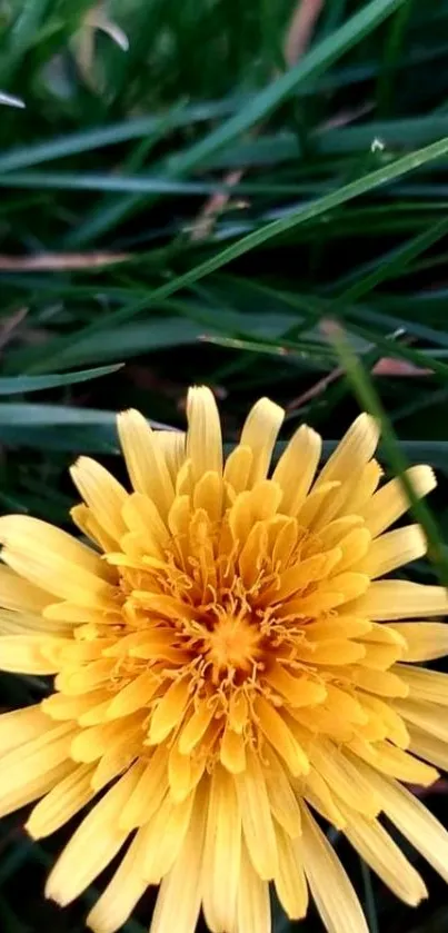 Bright yellow dandelion flower with green grass background in close-up view.