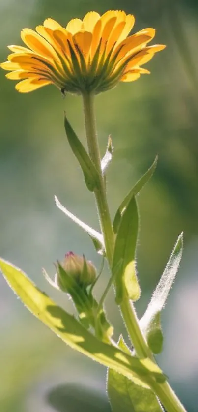 Bright yellow flower with green leaves in a soft focus, nature mobile wallpaper.