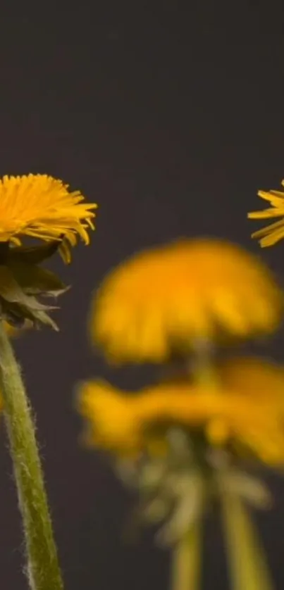 Vibrant yellow flowers with green stems against a dark background for mobile wallpaper.