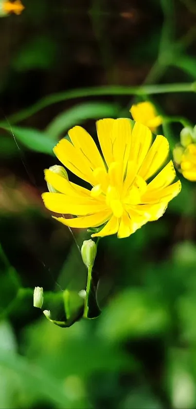 Vibrant yellow flower in a green natural background.