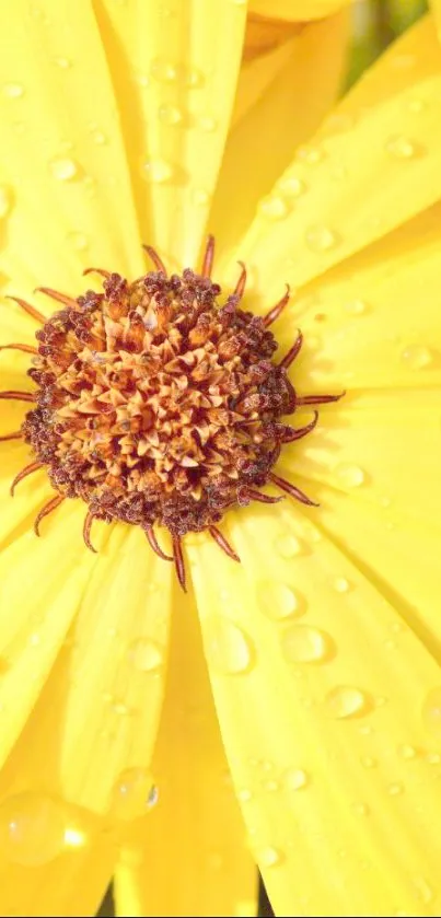 Close-up of yellow flower with dew drops.