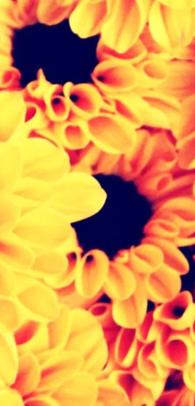 Close-up view of vibrant yellow flowers with detailed petals.