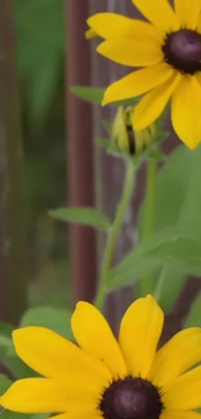 Close-up of vibrant yellow flowers with green leaves and blurred background.