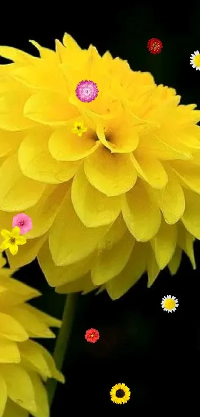 Close-up of vibrant yellow flowers against a dark background.