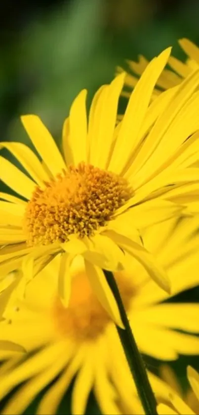 Close-up of a vibrant yellow flower in full bloom.