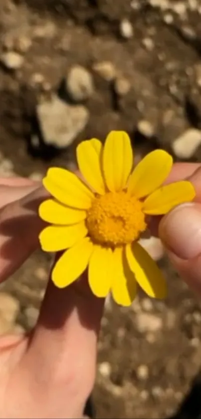 Close-up of a vibrant yellow flower being held.