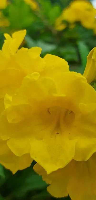 Close-up of vibrant yellow flowers with green leaves.