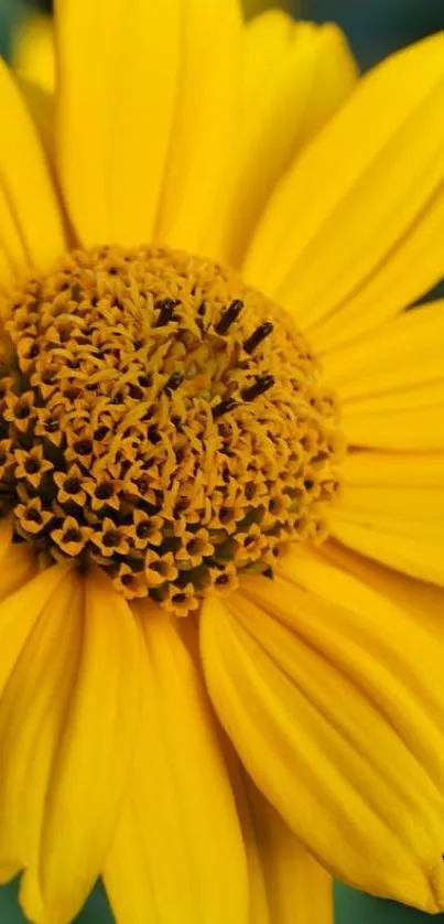 Vibrant yellow flower with detailed petals and center, perfect for wallpaper.