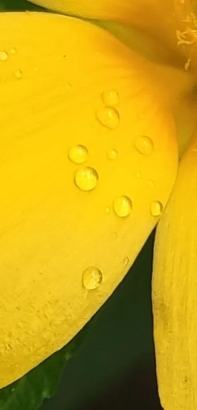 Close-up of a yellow flower with dew drops on petals.