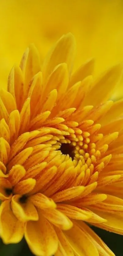 Close-up of a vibrant yellow flower with detailed petals.