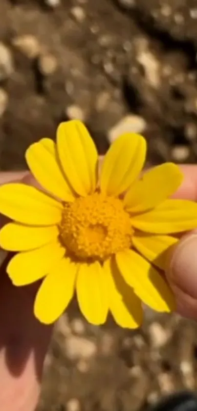 A vibrant yellow flower being gently held outdoors.