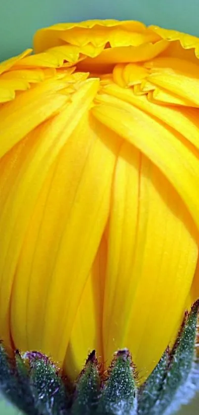 Close-up of a yellow flower bud with vibrant petals for mobile wallpaper.