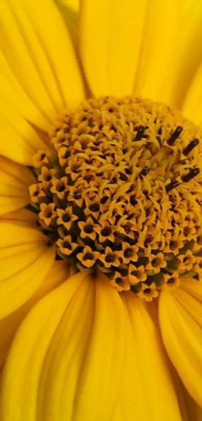 Close-up of a bright yellow flower with detailed petals.