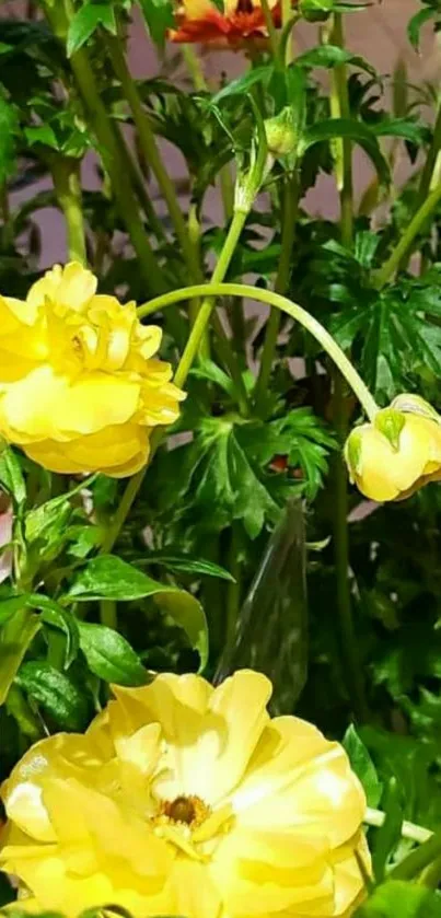 Vibrant yellow flowers with lush green leaves.