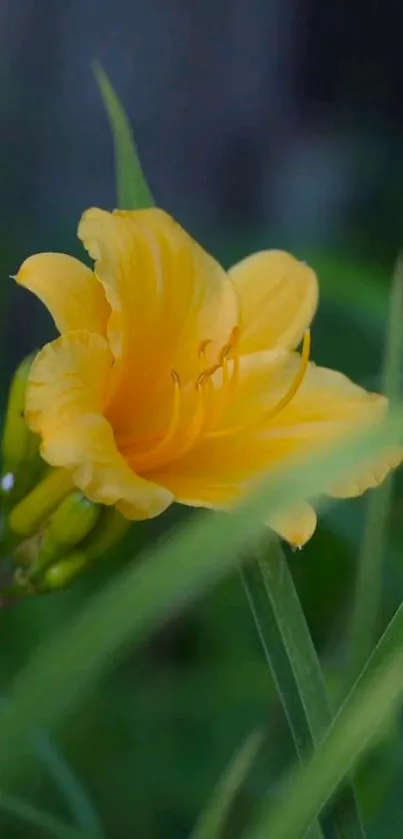 Yellow flower surrounded by green leaves on phone wallpaper.