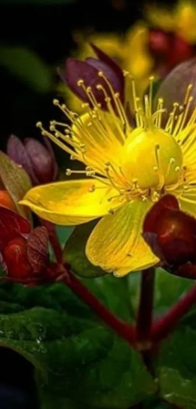 Close-up of a vibrant yellow flower against a dark background.