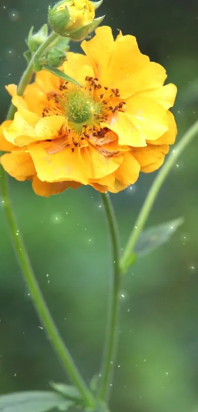 Vibrant yellow flower with green stems on a serene background.