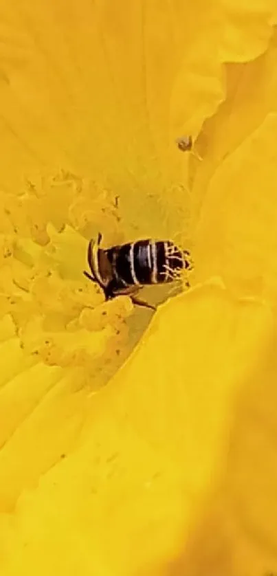 Close-up of a bee on vibrant yellow flower.