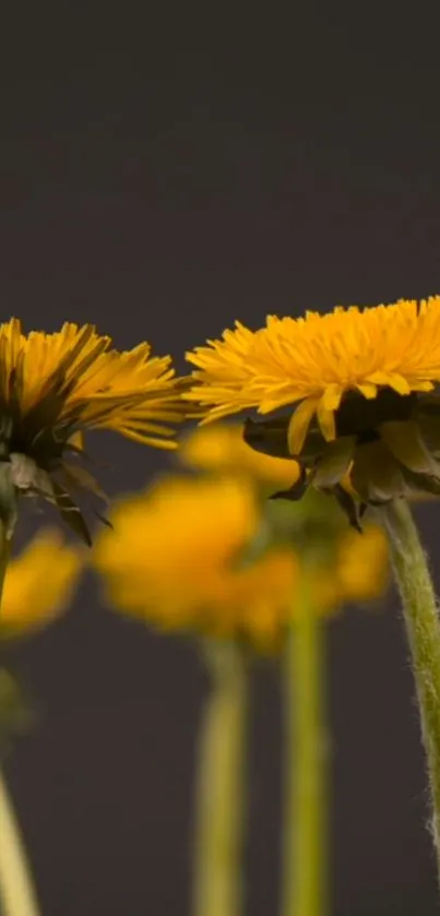 Vibrant yellow flowers on a muted background, perfect for a nature-themed wallpaper.