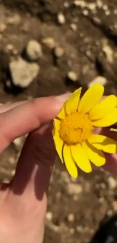 Close-up of a yellow flower held against an earthy background.