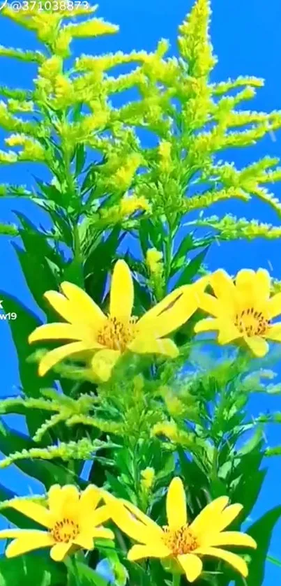 Bright yellow flowers with lush green leaves against a vivid blue sky.