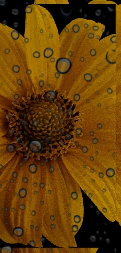 Yellow flower with water droplets on a black background.
