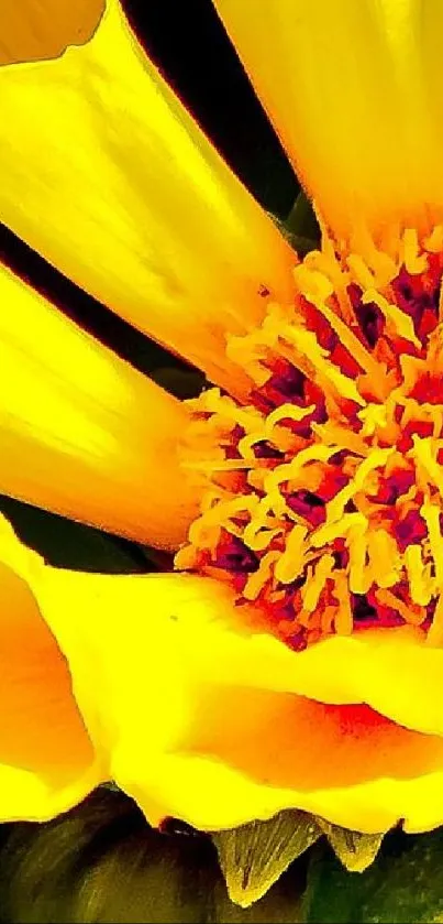 Close-up of vibrant yellow flower petals with intricate textures.