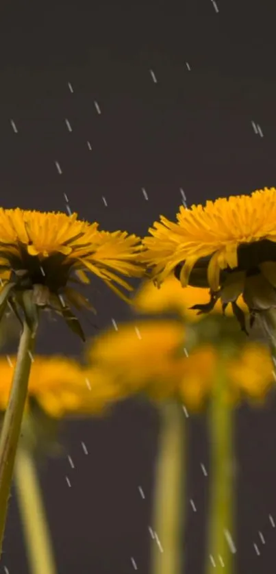 Vibrant yellow flowers in rain wallpaper.