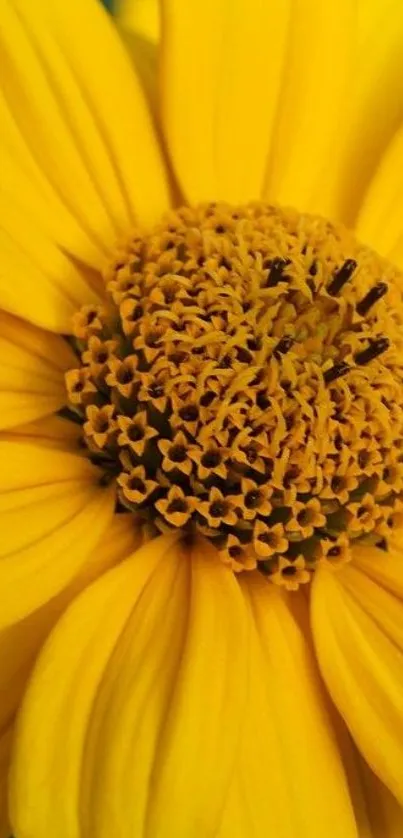 Close-up of a vibrant yellow flower with detailed petals.