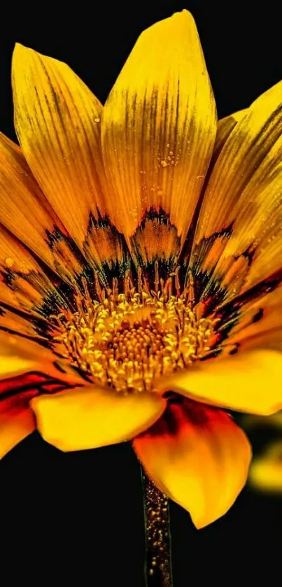 Bright yellow flower with dark background.