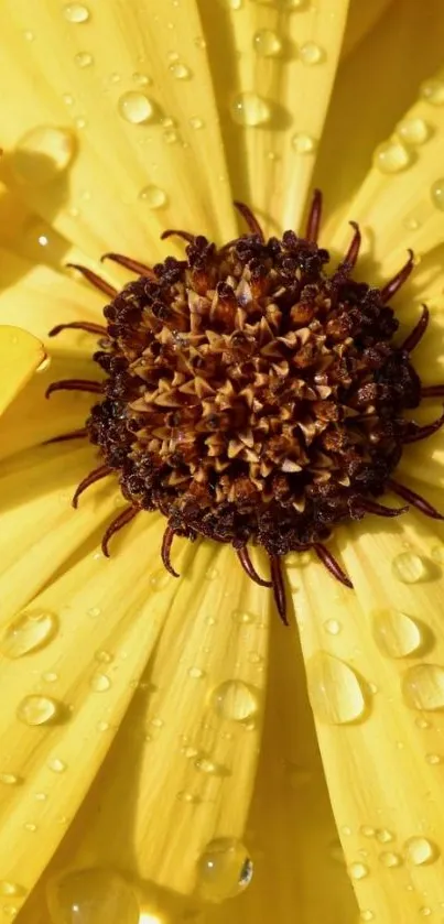 Close-up of vibrant yellow flower with dew drops.