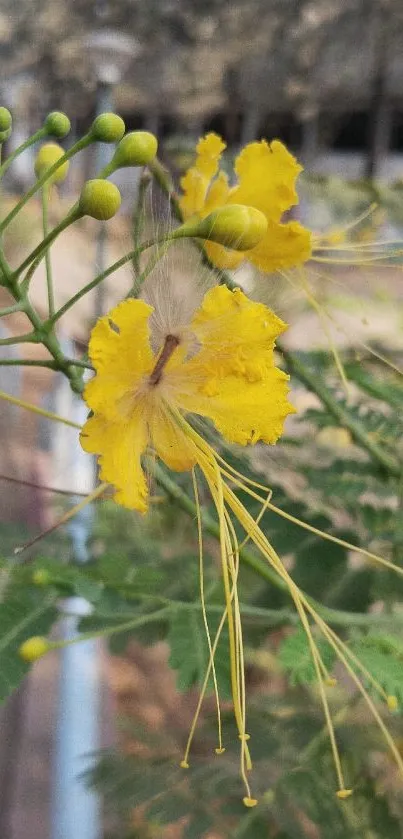 Vibrant yellow flower with green leaves in a natural setting.