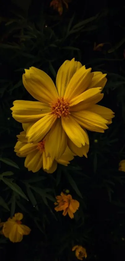 Yellow flowers with dark green leaves mobile wallpaper.